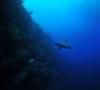 Grey Reef Shark, Tubbataha Reefs Philippines