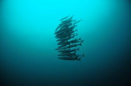 School of Barracuas, Nogas Island Philippines