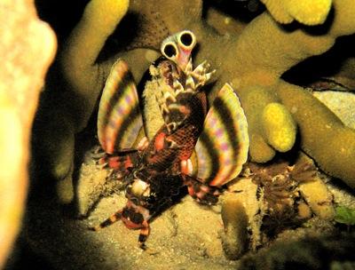 Twin Spot Lionfish, Nogas Island Philippines