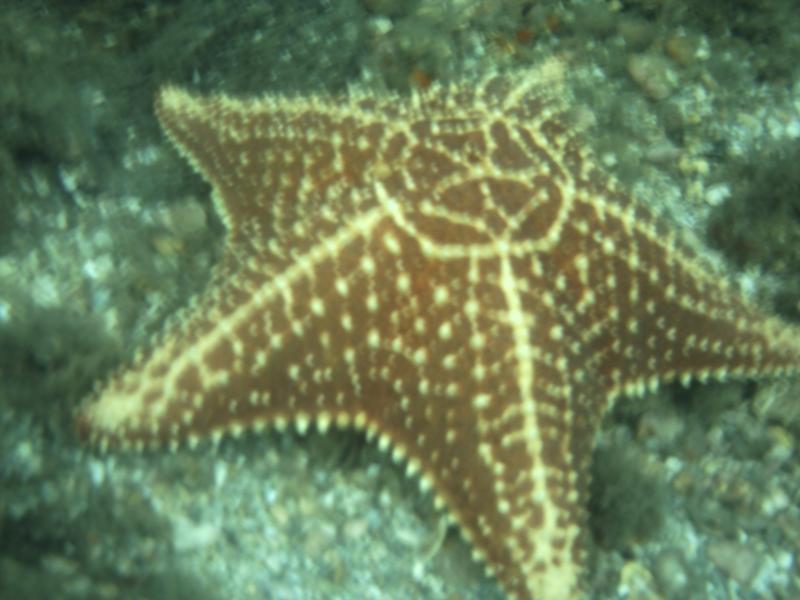 starfish