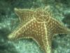 starfish