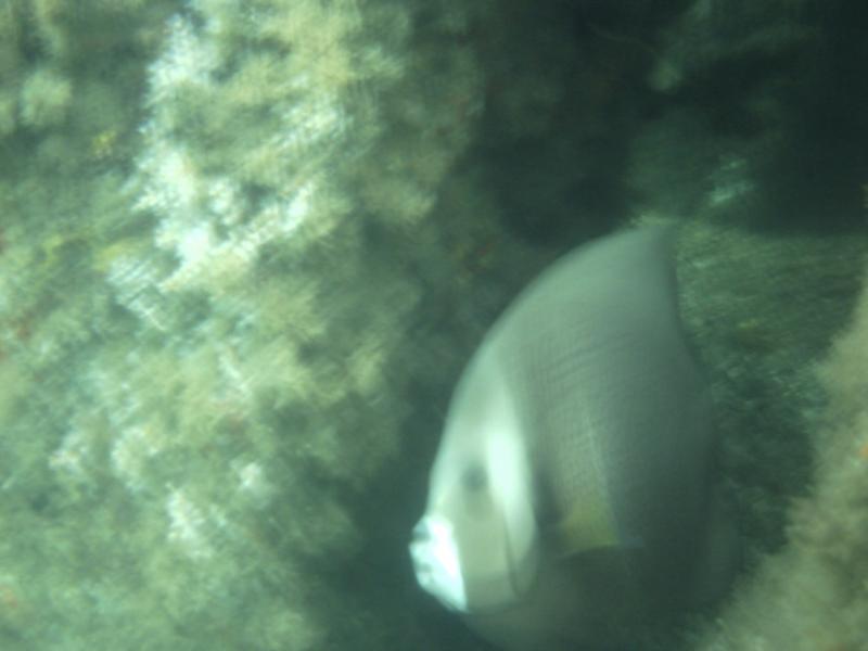 fish