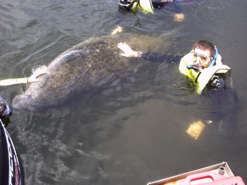 manatee