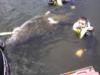 manatee