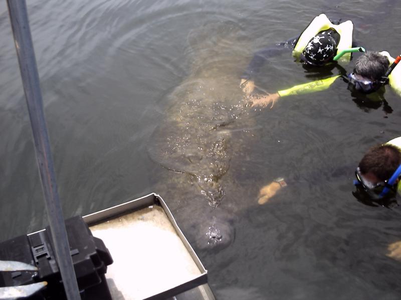 manatee