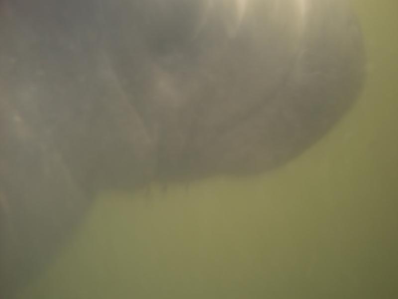 manatee