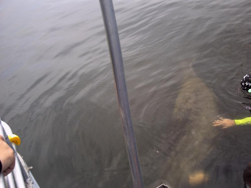 manatee