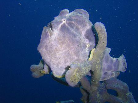 Frog Fish