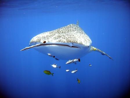 Baby Whale Shark