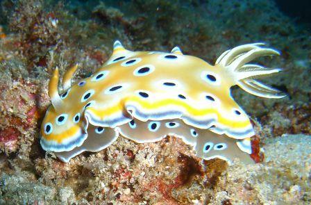 Power nudi