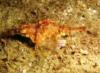 Short tailed Dragon Fish
