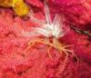 Spider decoration crab on night dive