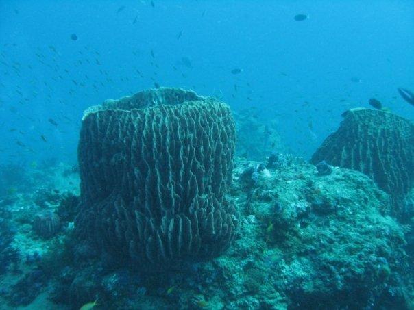 Giant barrel sponges found across Andaman dive sites