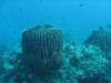 Giant barrel sponges found across Andaman dive sites