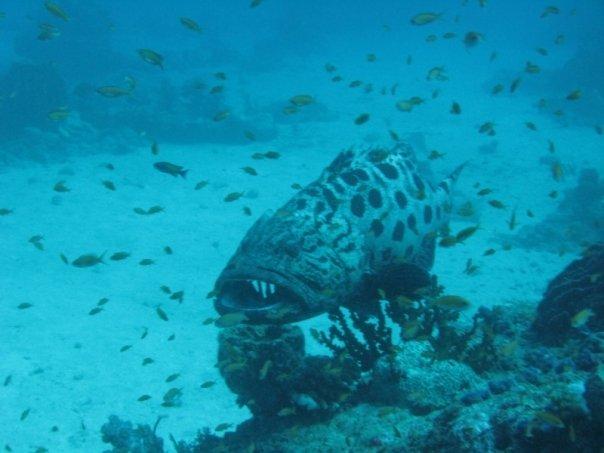 Potato Cod in the Andamans - an old timer for sure