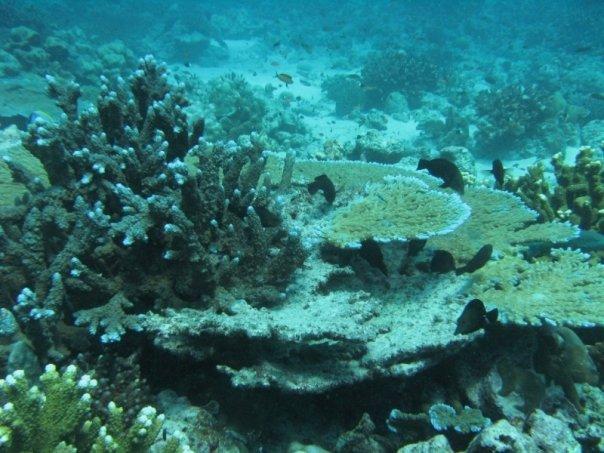 Mix of table coral and staghorn at one of the Havelock sites