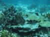 Mix of table coral and staghorn at one of the Havelock sites