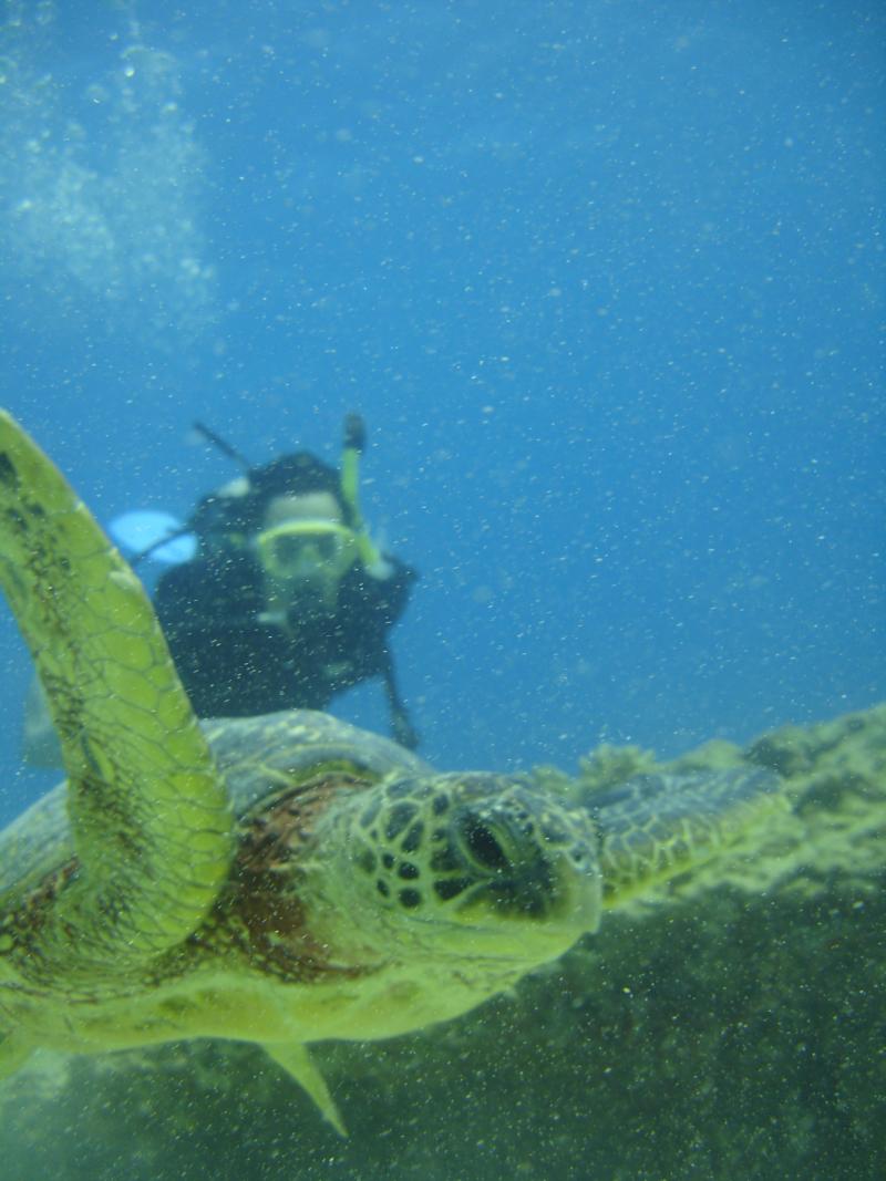 I found Cpt Jack Sparrow’s sea turtle