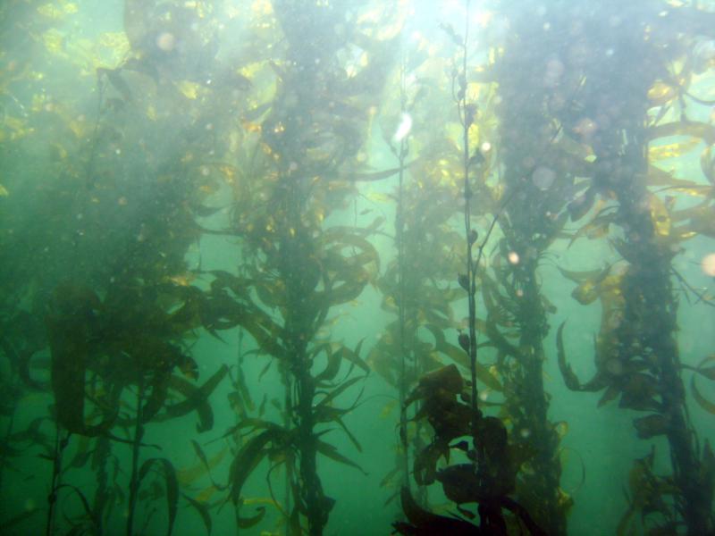 ensenada, arbolitos