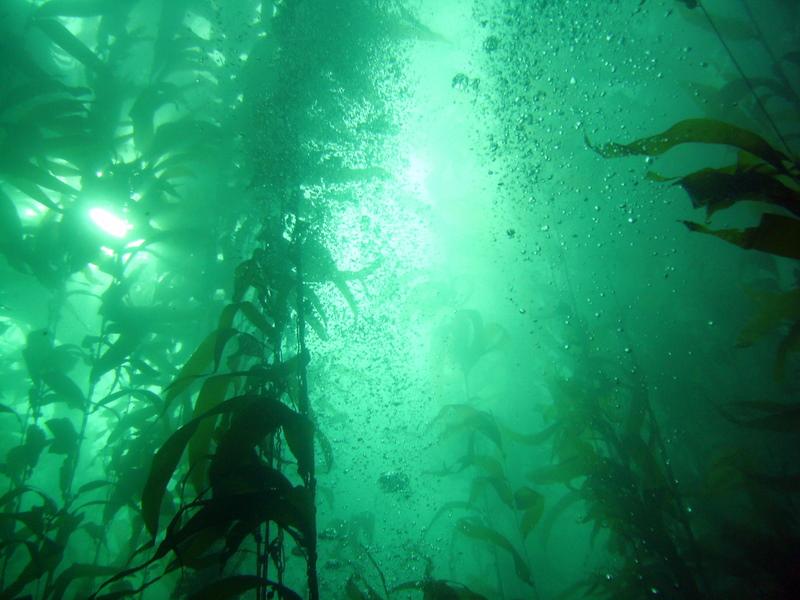 ensenada kelph forest