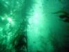 ensenada kelph forest