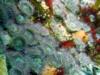 ensenada anemonas