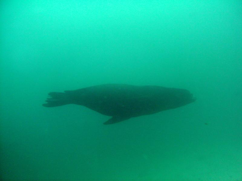 ensenada sea lion