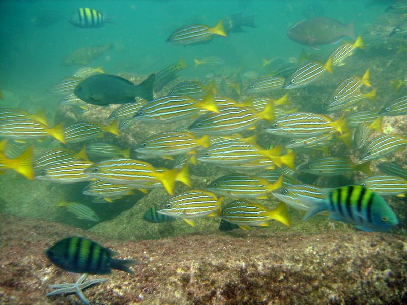 ensenada mar de cortez