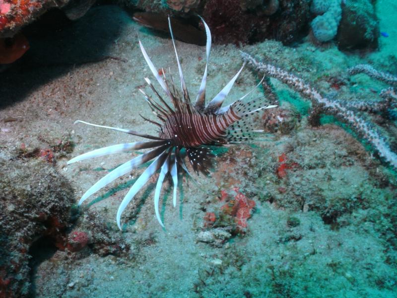 Lion Fish With viper eel behind it