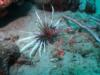 Lion Fish With viper eel behind it