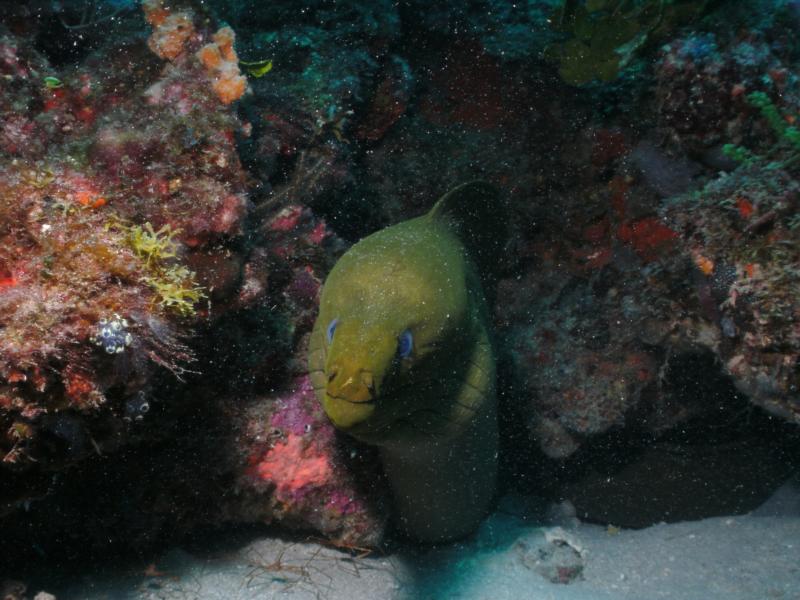 Green Moray Eel