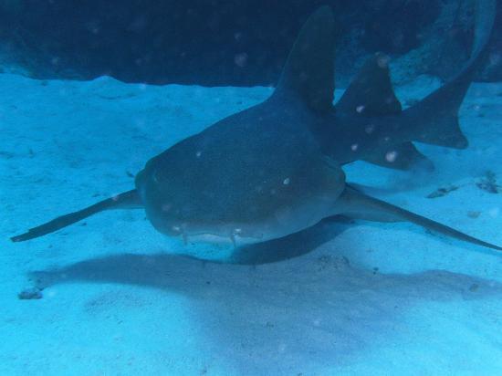 Nurse Shark