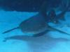 Nurse Shark