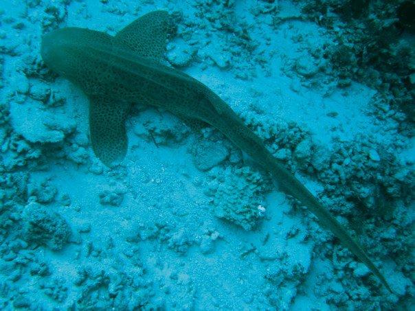 Leopard Shark - Palau