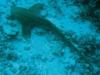 Leopard Shark - Palau