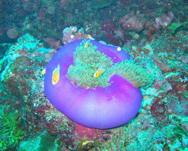 Palau