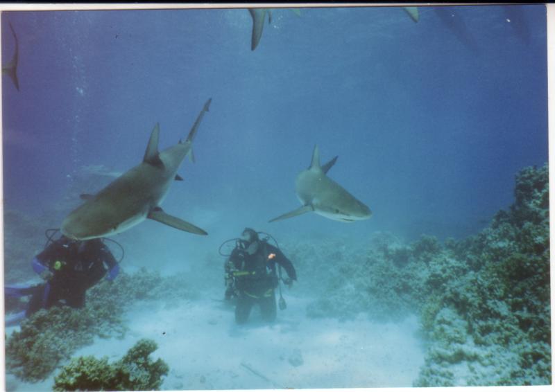 JI gray reef sharks