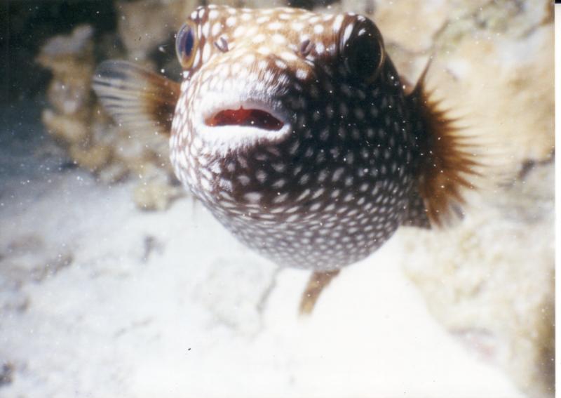 Puffer Fish