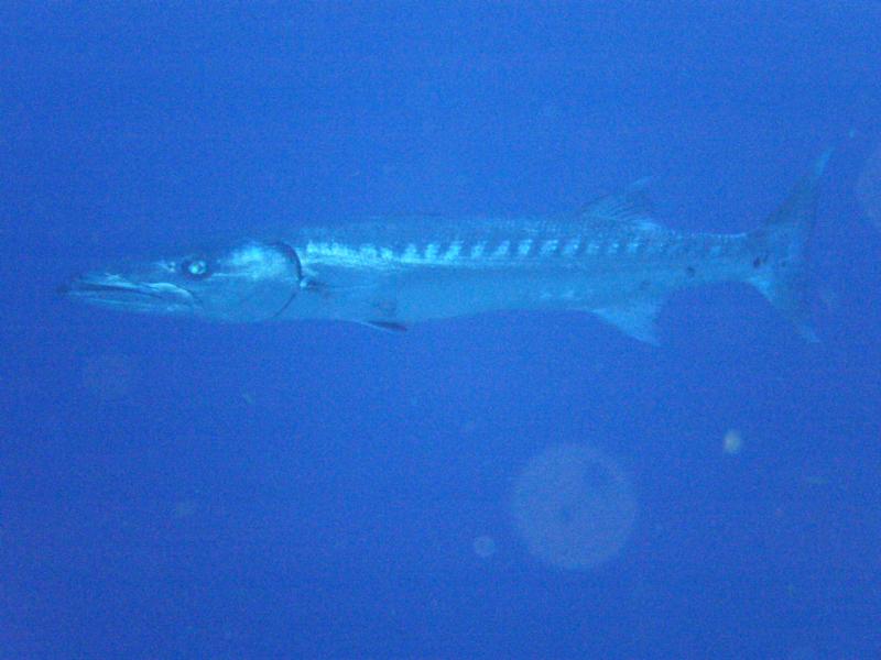 barracuda