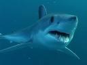 mako shark