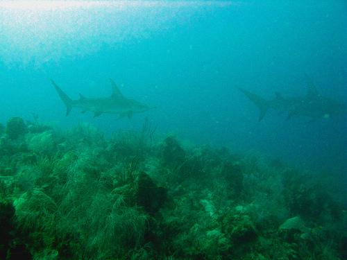 conch wall at 65ft.- hammerhead