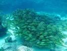 molasses reef