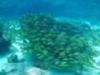 molasses reef