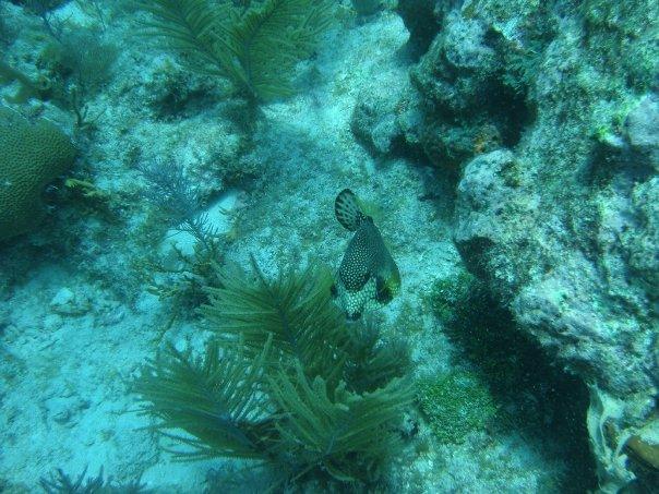 Trunk fish - Key largo 7-4-09