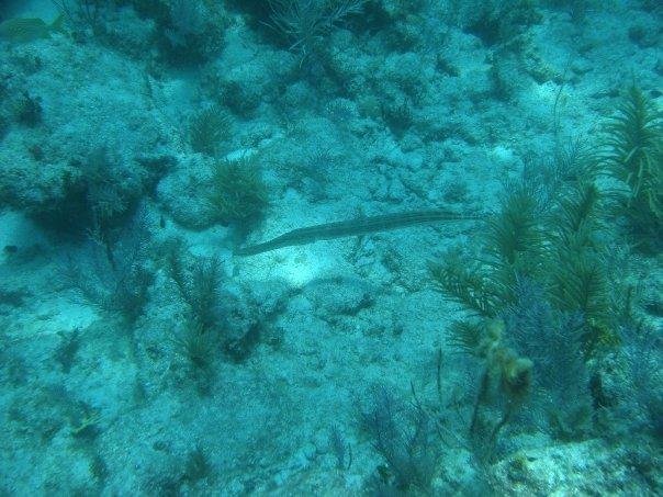Trumpet fish - Key Largo 7-4-09