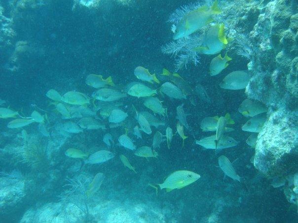 School of Yellow Tail Snapper - Key Largo 7-4-09