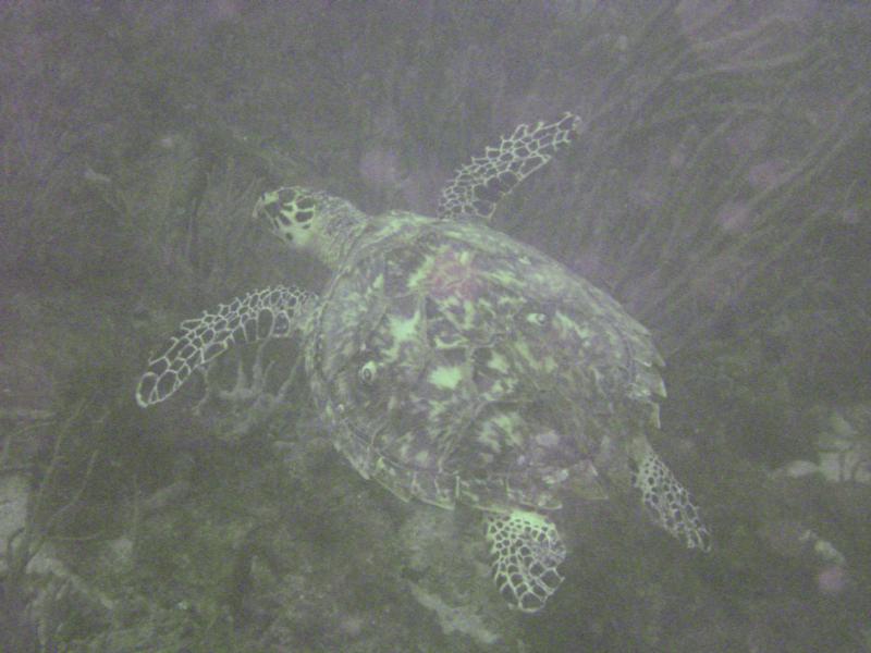 Sea Turtle