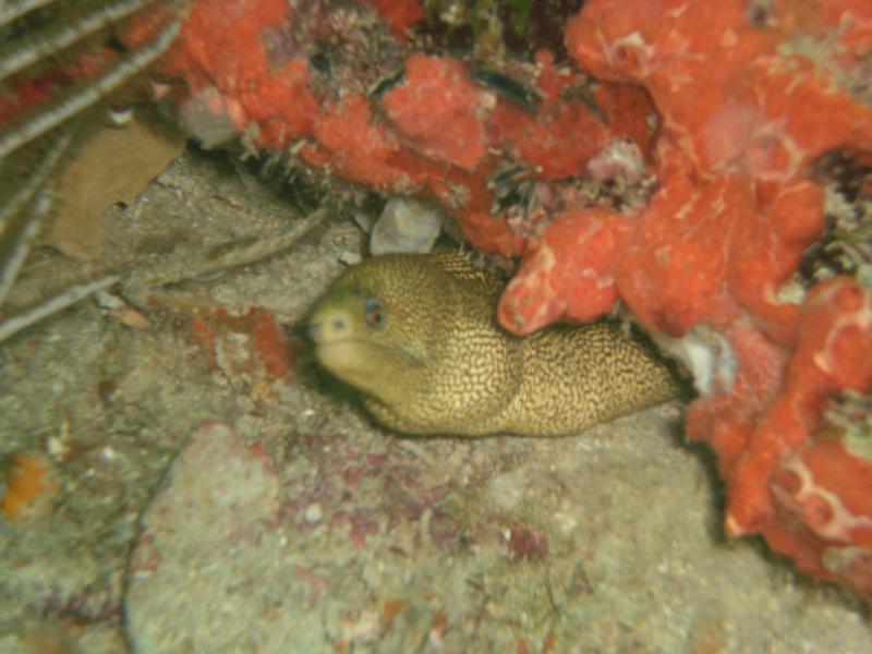 Spotted Eel