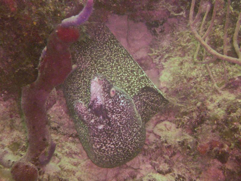 Larger Spotted Eel
