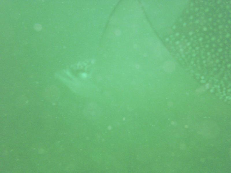 PrettyBig Spotted Eagle Ray